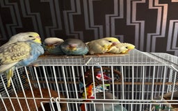 Budgerigars birds for sale: Hand reared baby budgies  - Image 1