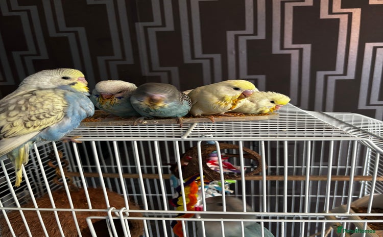 Budgerigars birds - Advert 3