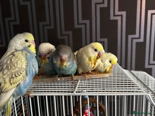 Budgerigars birds - Advert 4