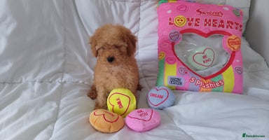 Miniature Poodle dogs - Advert 13