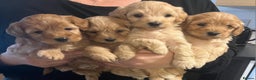 Cockapoo dogs for sale: 7 Cockapoo puppies - Advert 1