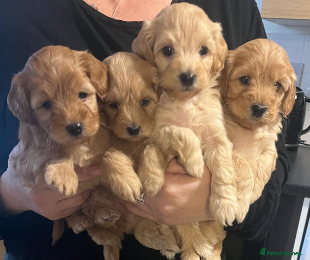 Cockapoo dogs for sale: 7 Cockapoo puppies - Advert 1