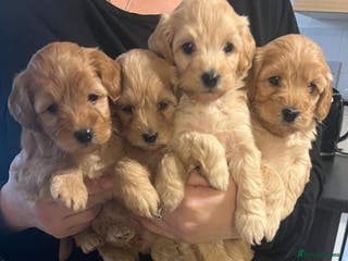 Cockapoo dogs 7 Cockapoo puppies - Advert 10