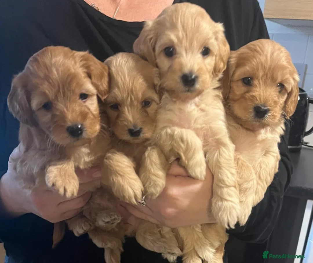 Cockapoo dogs for sale: 7 Cockapoo puppies - Advert 1