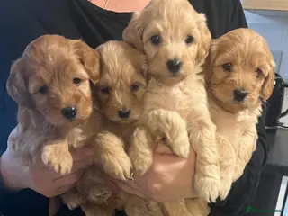 Cockapoo dogs 7 Cockapoo puppies - Advert 13