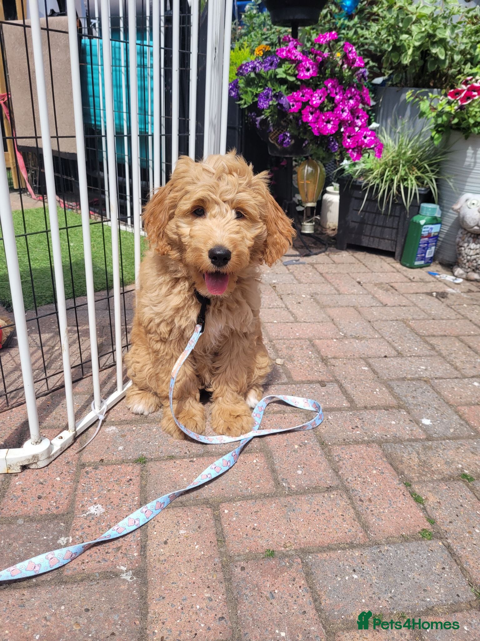 Mini Goldendoodle dogs Pretty Goldendoodle female f1  - Advert 1