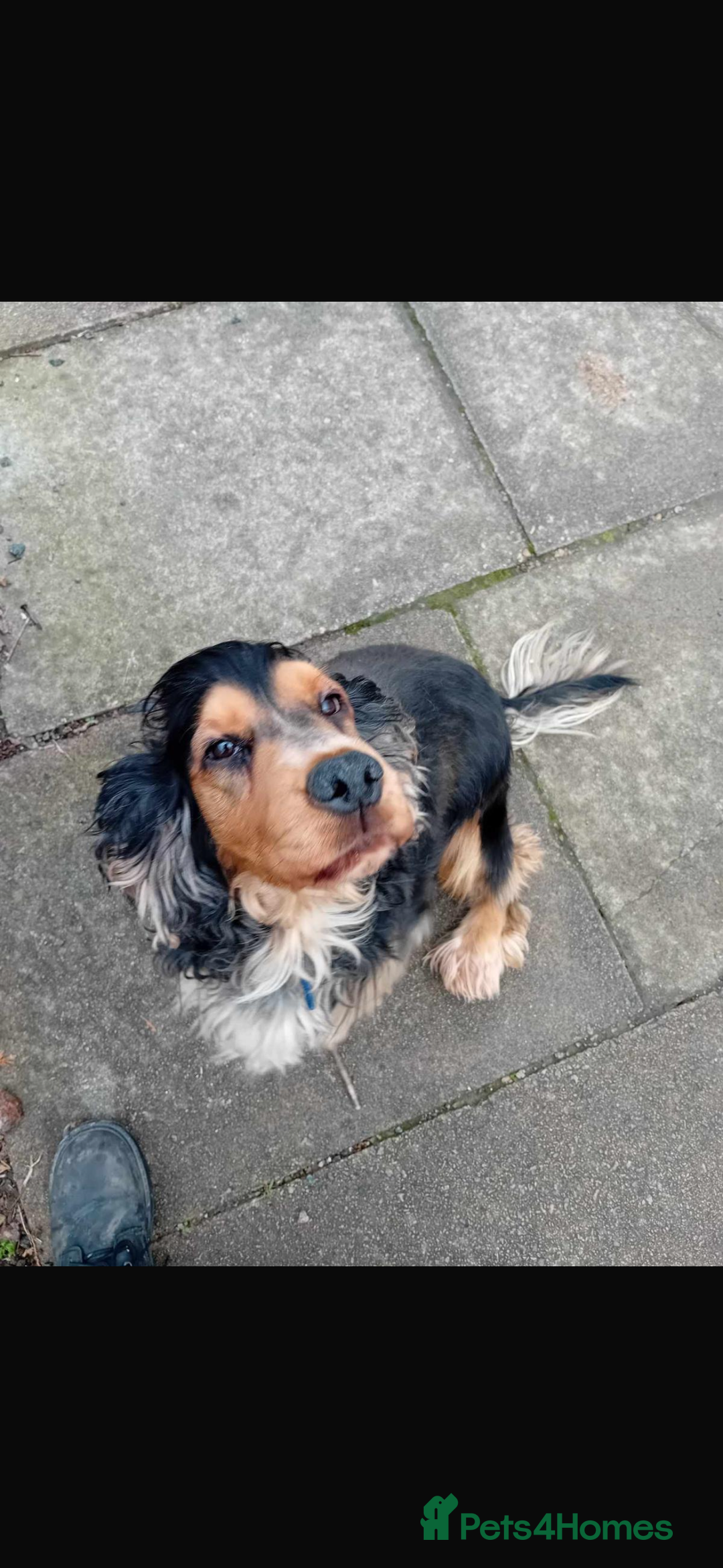 Cocker Spaniel dogs for sale: Beautiful Showtype cocker spaniels - Image 32