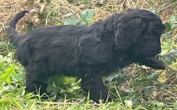 Cockapoo dogs for sale: F1 unique cockerpoo pups  - Image 23