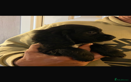 Cocker Spaniel dogs for sale: READY NOW Beautiful cocker spaniel puppies  - Advert 3