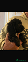 Cocker Spaniel dogs READY NOW Beautiful cocker spaniel puppies - Advert 16