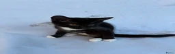Mixed Breed cats for sale: Cute kittens  - Advert 15