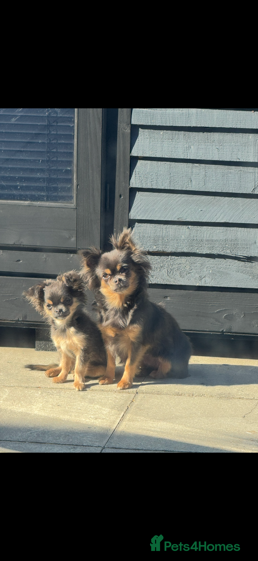Chihuahua dogs for sale: Long haired female chihuahua - Advert 4