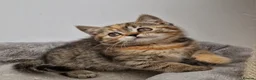 Mixed Breed cats for sale: Available Female tortie kitten - Advert 5