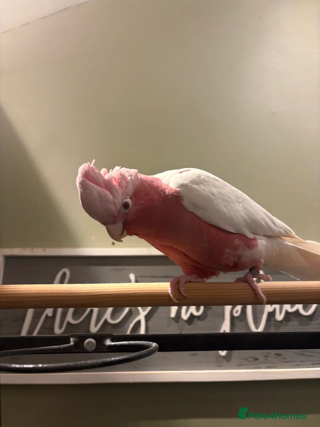 Cockatoo birds for sale: Galah cockatoo  - Advert 2