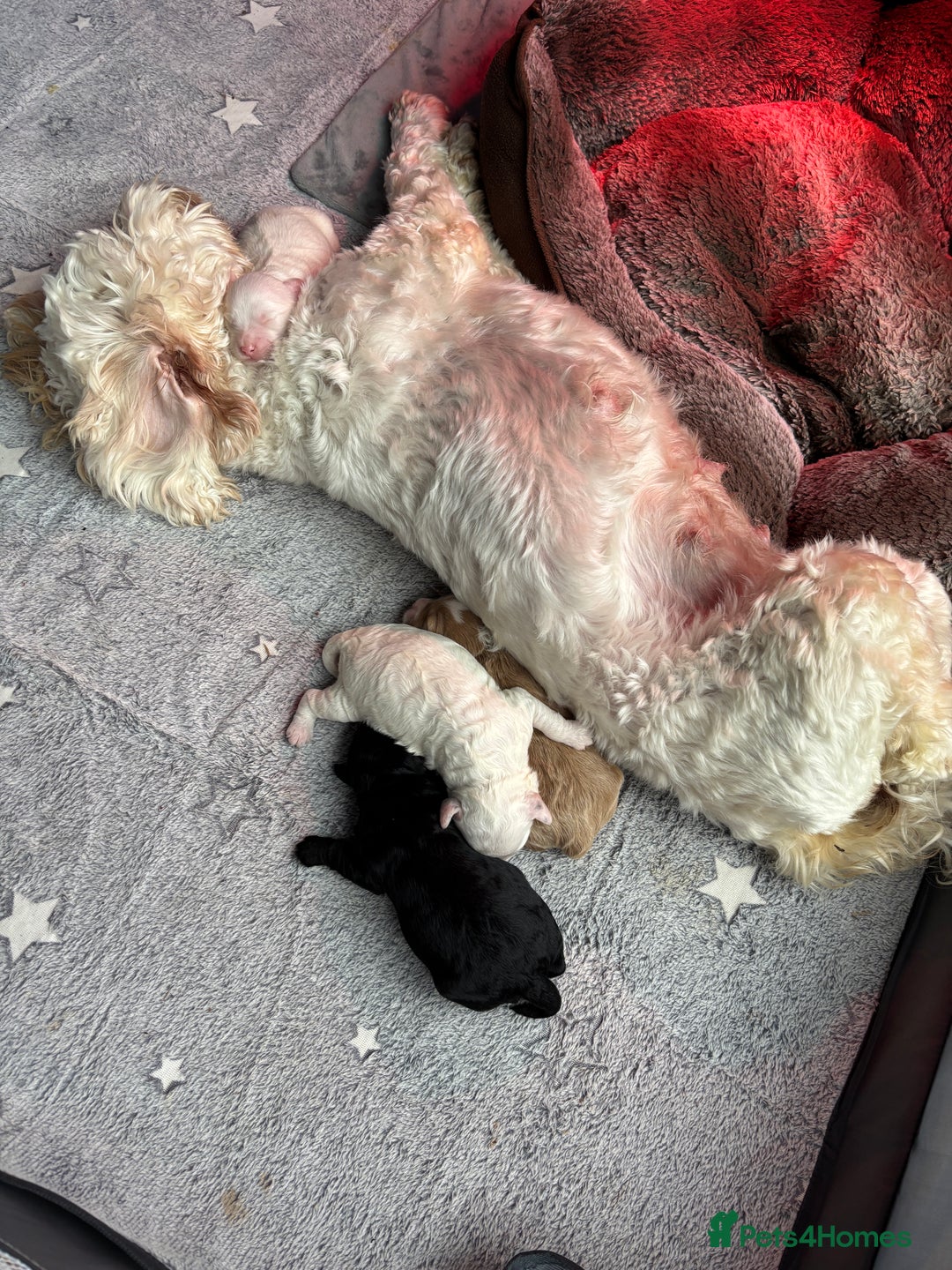 Cockapoo dogs for sale: Adorable F2 Cockapoo Puppies - First Litter  - Advert 7