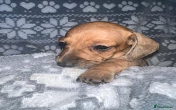 Miniature Dachshund dogs for sale: Kc registered miniature dachshunds  - Image 5