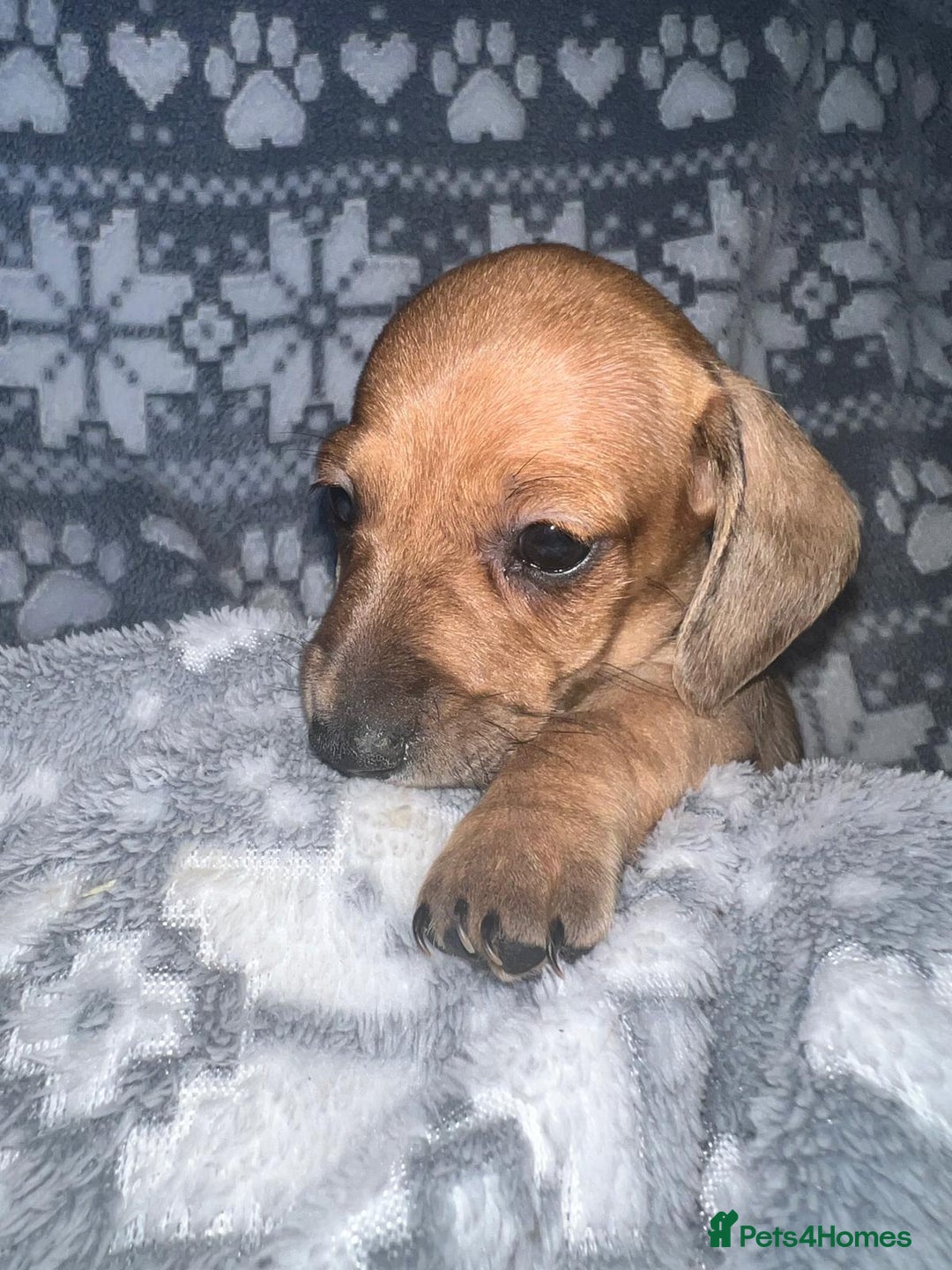 Miniature Dachshund dogs for sale: Kc registered miniature dachshunds  - Image 5