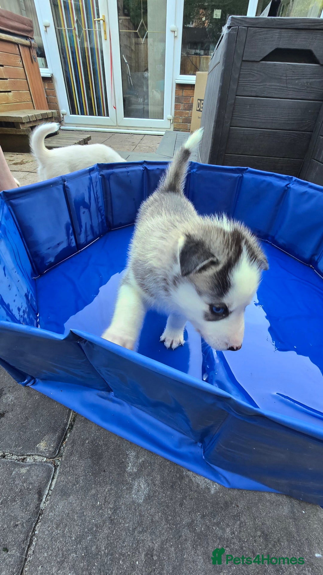 Siberian Husky dogs for sale: Siberian husky pups  - Image 15