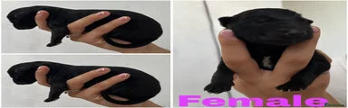 German Shepherd 6