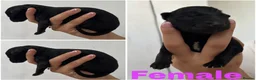 German Shepherd dogs for sale: German shepherd puppies - Advert 5
