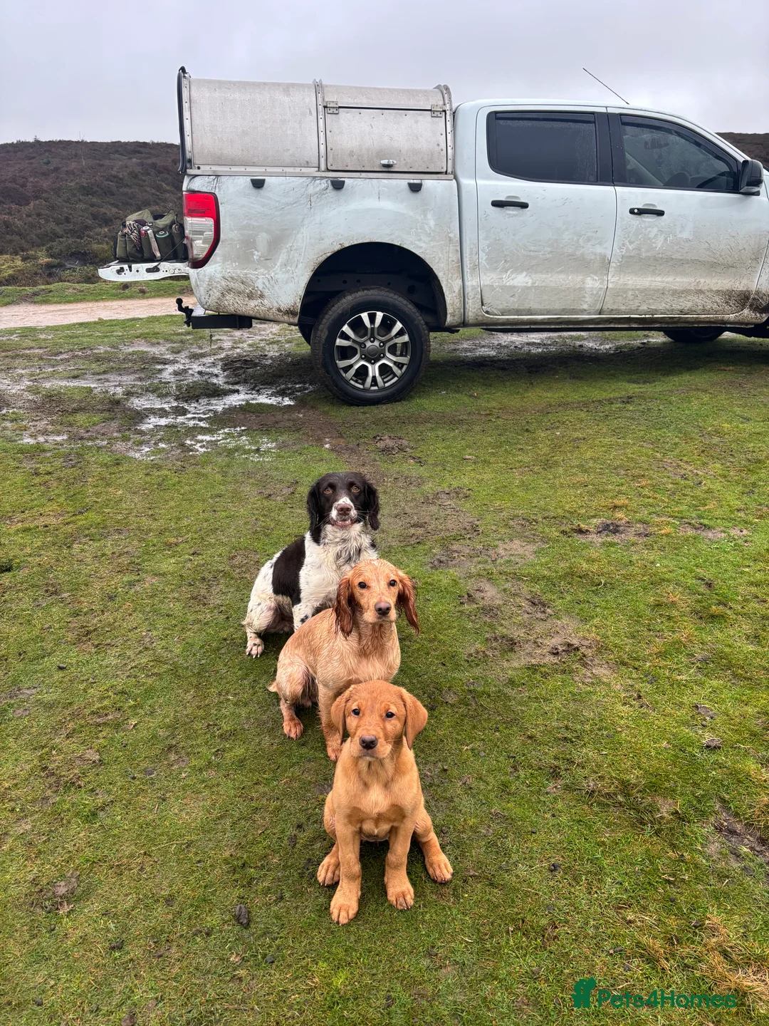 English Springer Spaniel dogs for stud: KC Springer for ❗️STUD❗️ - Advert 3