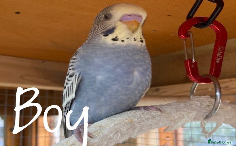 Budgerigars birds - Advert 8