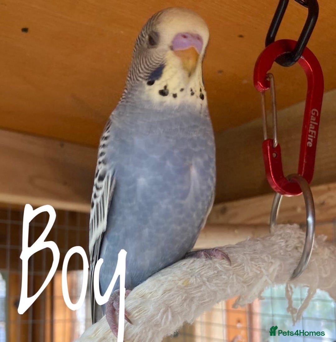 Budgerigars birds for sale: Baby budgies 8 weeks  - Image 3