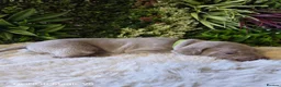 Weimaraner dogs for sale: ✨KC Weimaraner litter  from Champion Bloodlines ✨ - Advert 5