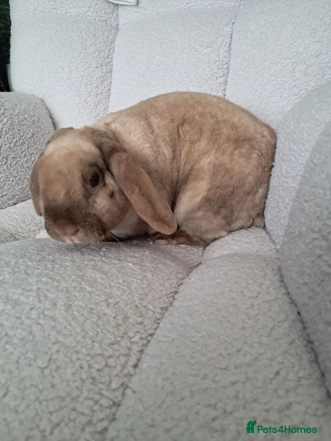 Mixed Breed rabbits for sale: Plush mini lop doe - Advert 9