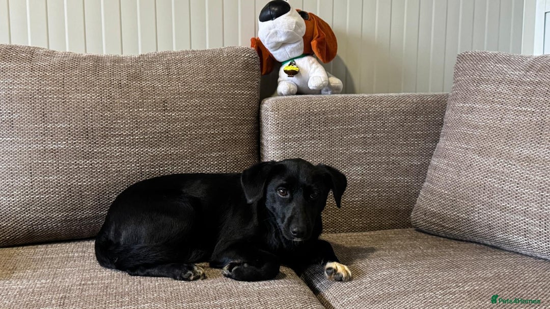 Mixed Breed dogs for adoption: Pretty little Barbie looking for love - Advert 2