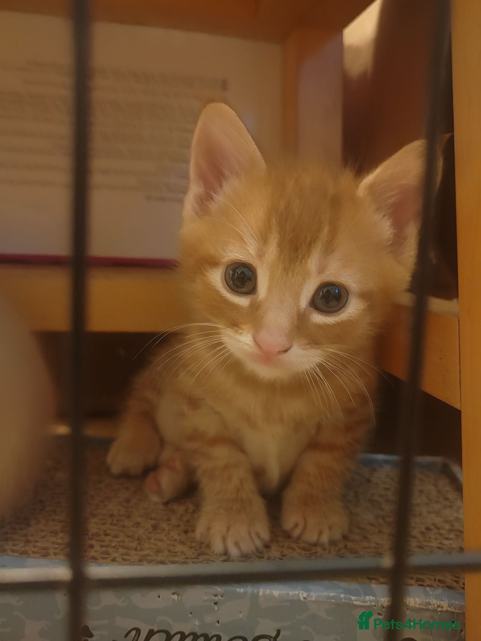Mixed Breed cats Adorable kittens are looking for lovely home  - Advert 2