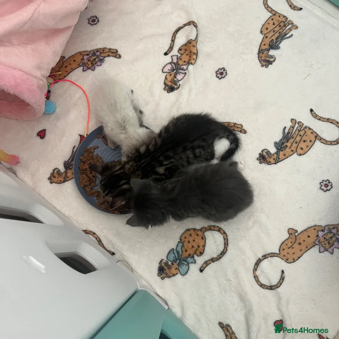Maine Coon cats for sale: Gorgeous lil bundles of joy! - Advert 2