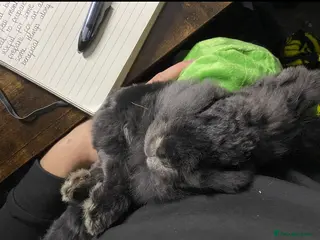 Lionhead rabbits 1 female , 1 male - 3 Year old lion head bunnies - Advert 6