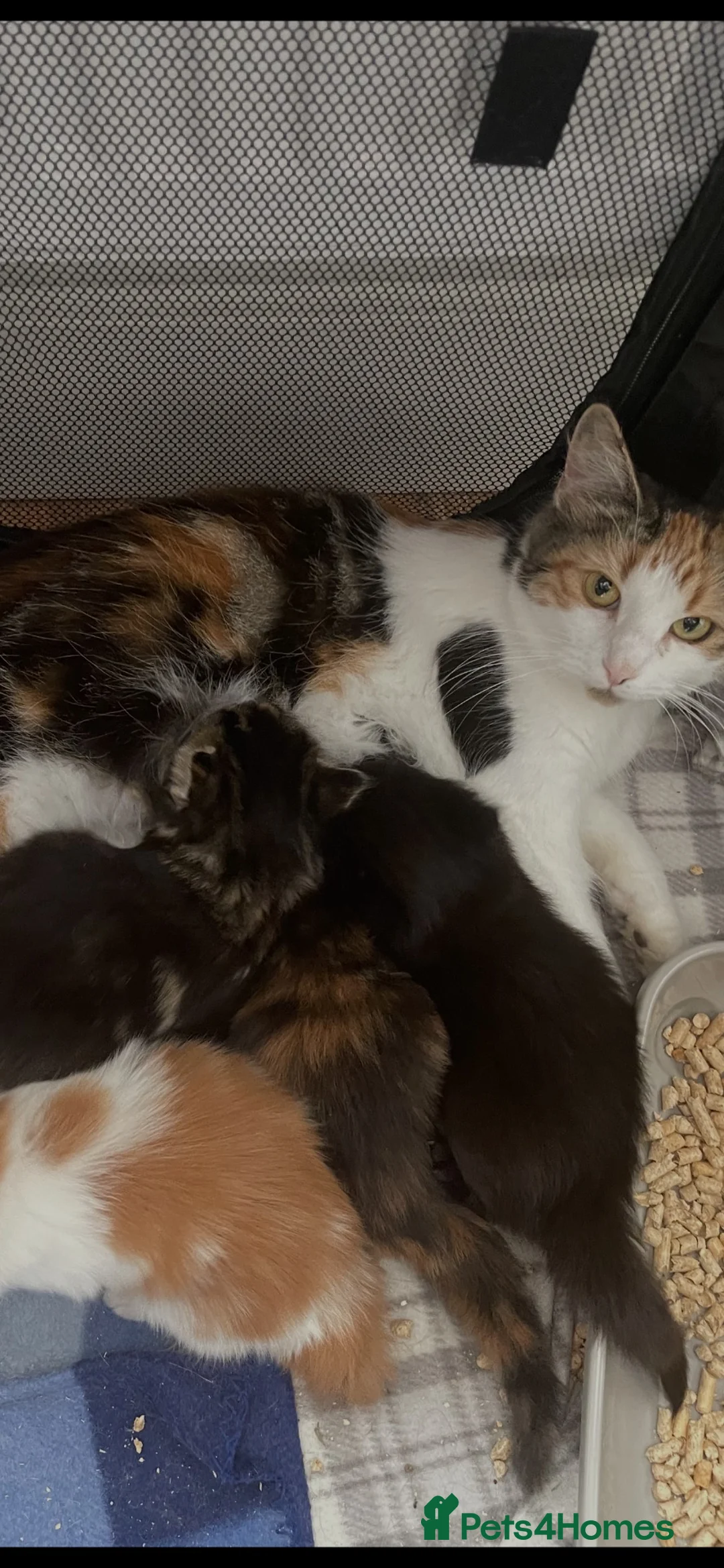 Mixed Breed cats for sale: Beautiful mixed breed litter of fluffy kittens  in Bracknell - Advert 1