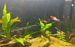 Swordtails fish for sale: Swordtails orange lyretail,kohak,tri colour  - Image 6