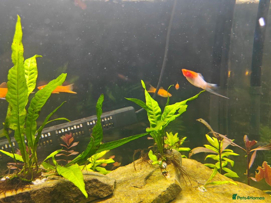 Swordtails fish for sale: Swordtails orange lyretail,kohak,tri colour  - Image 6