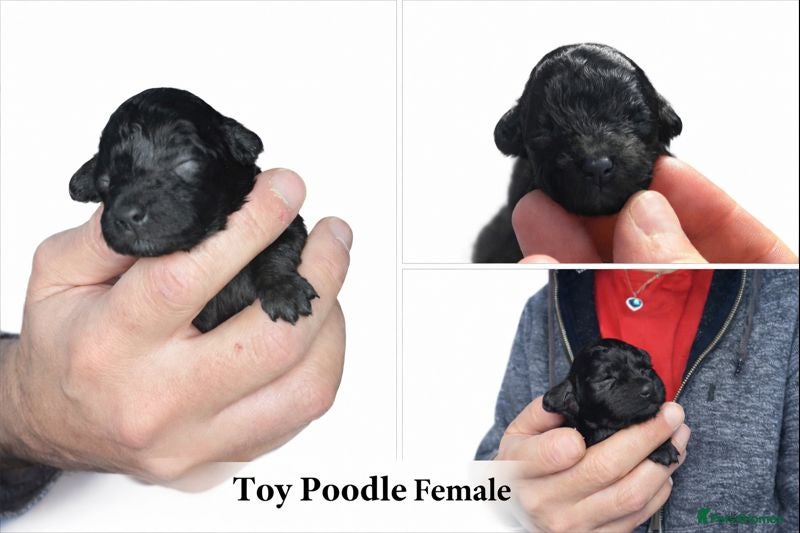 Toy Poodle dogs Beautiful toy poodle girl  - Advert 7