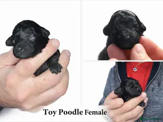 Toy Poodle dogs Beautiful toy poodle girl - Advert 7