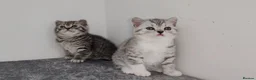 British Shorthair cats for sale: 🏆 Pedigree Silver British Shorthair Kittens 🏆 - Advert 2