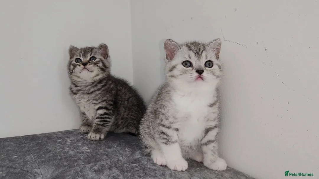 British Shorthair cats for sale: 🏆 Pedigree Silver British Shorthair Kittens 🏆 - Advert 2