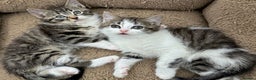Mixed Breed cats for sale: GORGEOUS KITTENS  - Advert 9