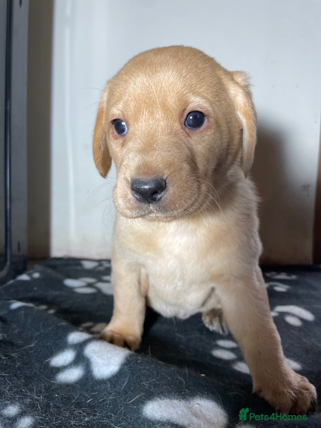 Labrador Retriever dogs for sale: Ready now Stunning chunky fox red pups - Advert 10
