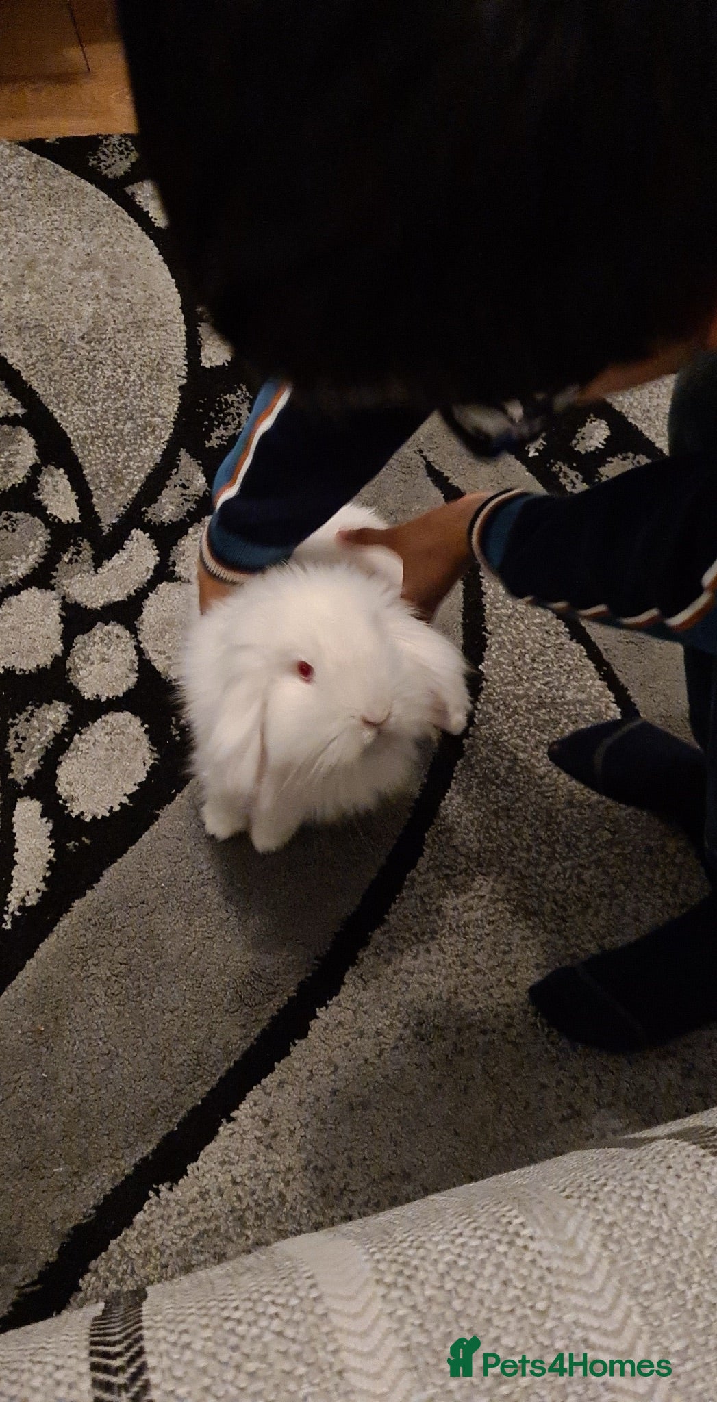 Mini Lop rabbits Mini lop rabbit - Advert 1