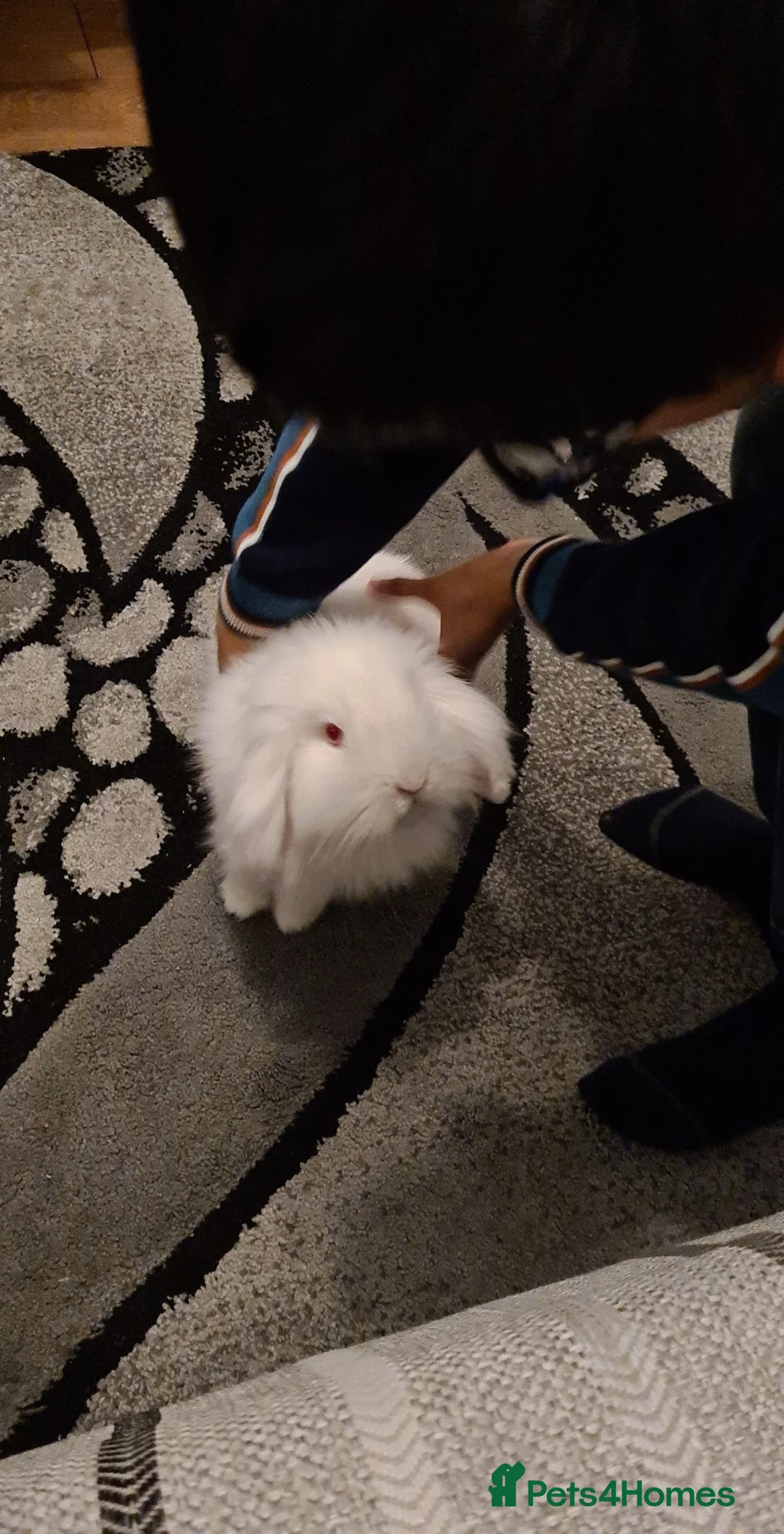 Mini Lop rabbits for sale: Mini lop rabbit in Birmingham - Advert 1