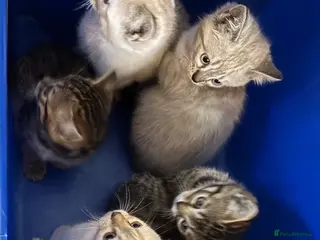 Mixed Breed cats Bengal cross Kittens for sale inc White/ Cream - Advert 5