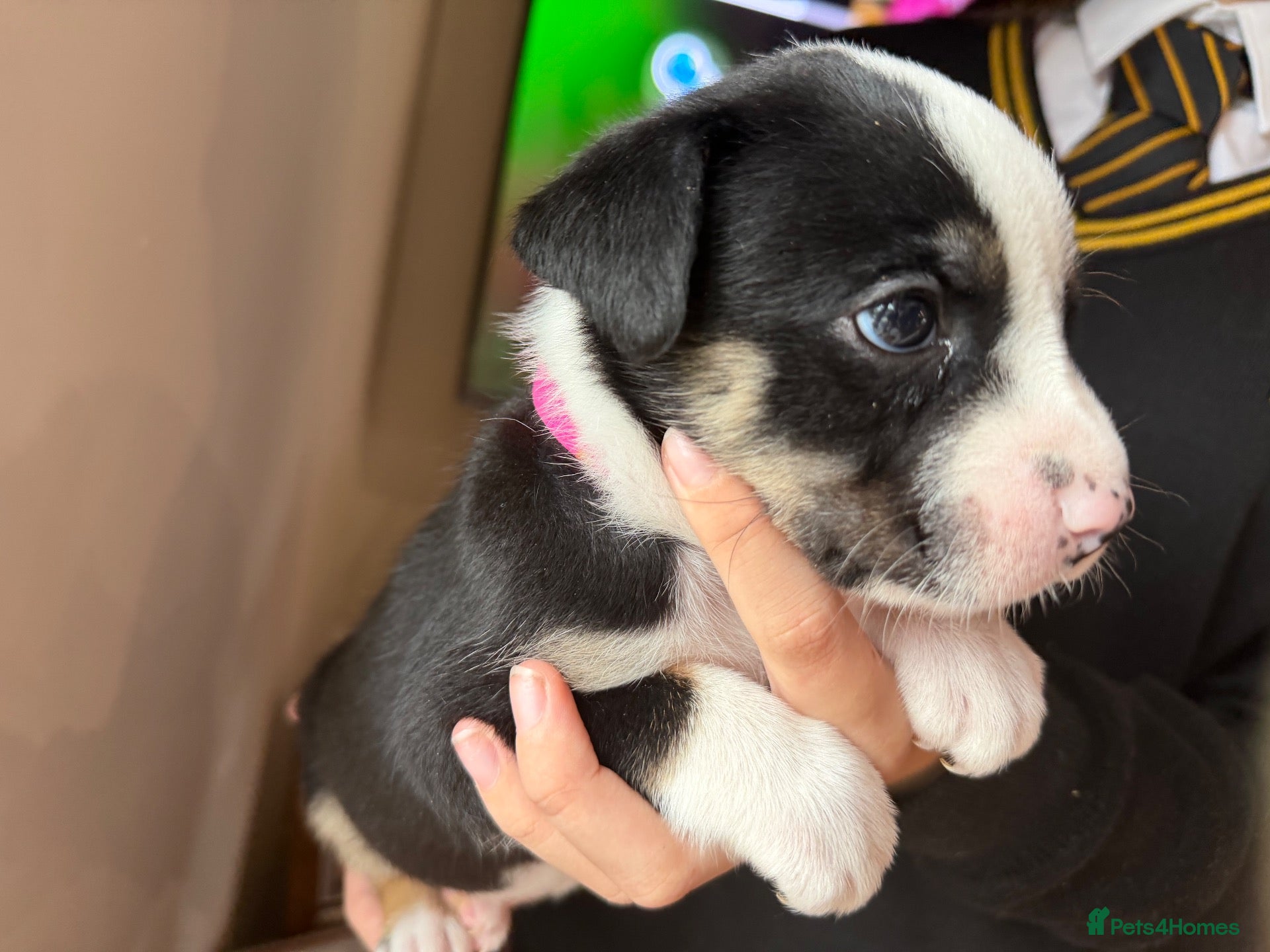 Mixed Breed dogs 🐾BULLDOG X BORDER COLLIE PUPPIES - Advert 1