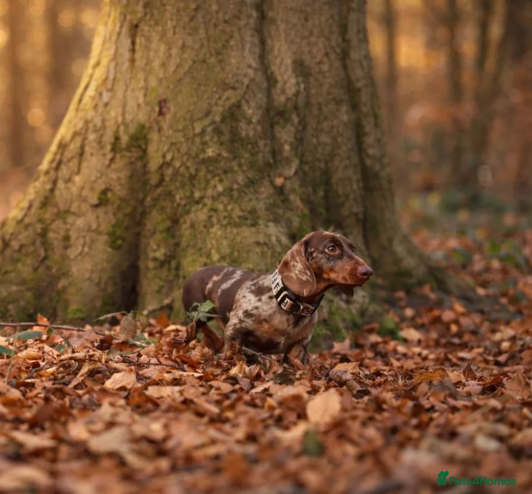 Miniature Dachshund dogs for stud: Mini Muffin pop for stud! - Advert 3