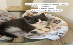 British Shorthair cats for sale: 4 Bicolour British Shorthair boys looking new home - Image 12