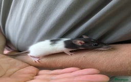 Rat rodents for sale: Adorable baby Dumbo rats only 2 girls left - Image 9