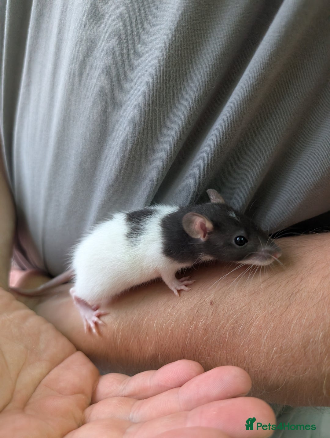 Rat rodents for sale: Adorable baby Dumbo rats only 2 girls left - Image 9
